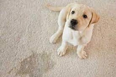 Експерт по премахване на миризми